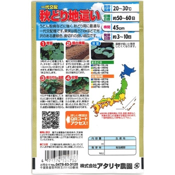 【タネ】 F1秋どり地這い - アタリヤ農園