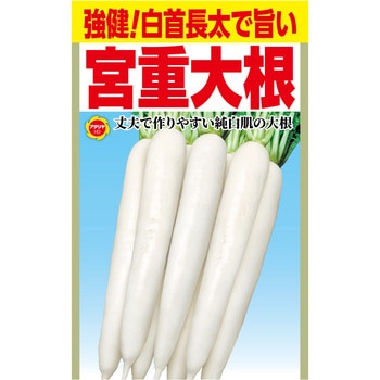 【タネ】 強健!白首長太で旨い 宮重大根 アタリヤ農園