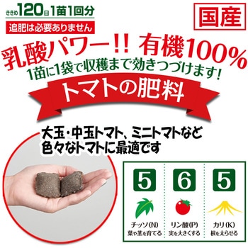 乳酸発酵 トマトの肥料 渡辺泰