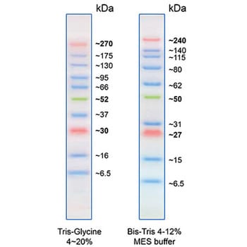 プロテインラダーマーカー PMシリーズ BLUltra Prestained Protein Ladder