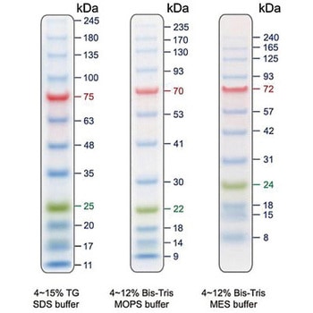 プロテインラダーマーカー PMシリーズ BLUeye Prestained Protein Ladder GeneDireX