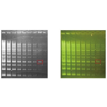 LD003-0500 DNA染色試薬 LDシリーズ GeneDireX 1個 LD003-0500