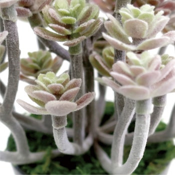 人工観葉植物 ミニサイズ(ナチュラルポット) ササガワ