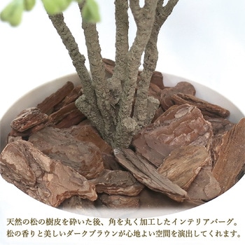 人工観葉植物 Mサイズ ササガワ