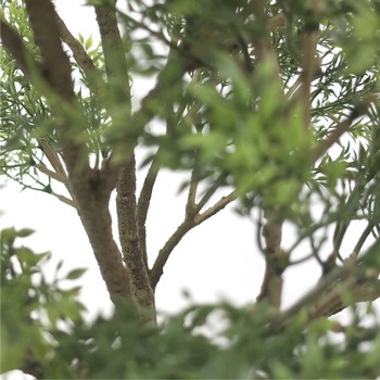 人工観葉植物 Mサイズ ササガワ