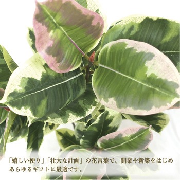 人工観葉植物 Mサイズ ササガワ