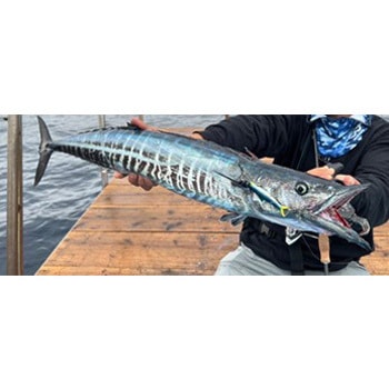 ヒレジグ 40g オンザブルー
