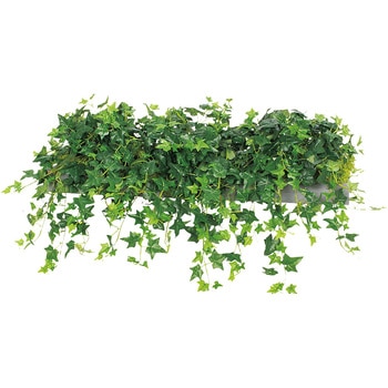 ワイドグリーン(シダレ) ナイキ