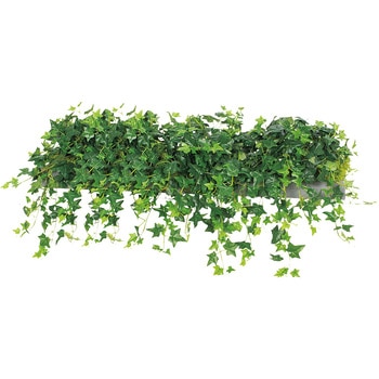 ワイドグリーン(シダレ) ナイキ