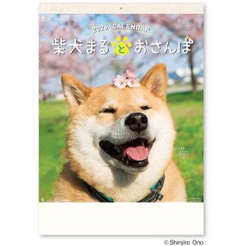 壁掛け柴犬まるとおさんぽカレンダー 新日本カレンダー