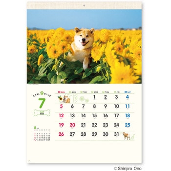 壁掛け柴犬まるとおさんぽカレンダー 新日本カレンダー