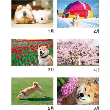 壁掛け柴犬まるとおさんぽカレンダー 新日本カレンダー