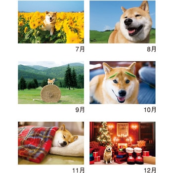 壁掛け柴犬まるとおさんぽカレンダー 新日本カレンダー