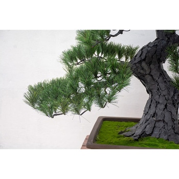 人工樹木/人工観葉植物 松盆栽 大 GO-519 - 岩や