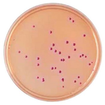 BD BBL TM デソキシコレート寒天培地 ベクトン・ディッキンソン