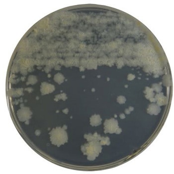 BD BBL TM 7H11寒天培地 20枚 ベクトン・ディッキンソン