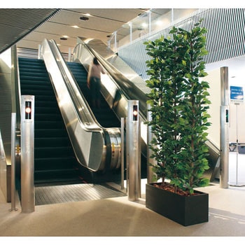 フィッカスベンジャミナパーテーション 日本演出