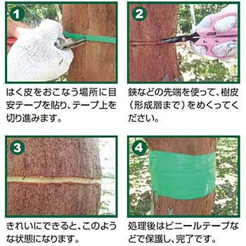 環状はく皮ナイフ - サボテン