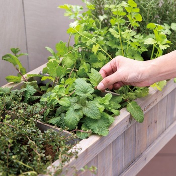 Vegtrug レイズドベット ハーブプランター スリム タカショー