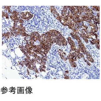 Newシラン4スターフロスト水縁磨 100枚入 武藤化学