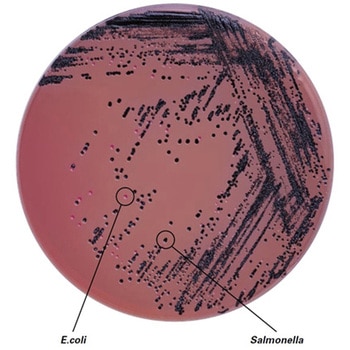 SSB寒天培地 顆粒 島津ダイアグノスティクス