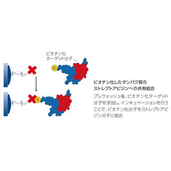 イモビライザーストレプトアビジン プレート Thermo Scientific Nalgene