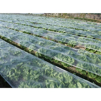 バロン愛菜NEO 小泉製麻