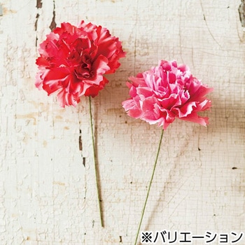 カーネーションフルリール HEADS(ヘッズ)