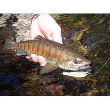 D-インサイト44 スミス(SMITH LTD.)