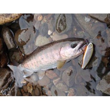 D-インサイト44 スミス(SMITH LTD.)