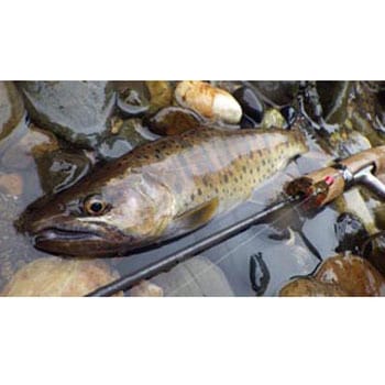 エーアール・スピナー トラウトモデル トリックカラー 4.5g スミス(SMITH LTD.)