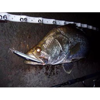 SANUNA(サラナ) 125F スミス(SMITH LTD.)