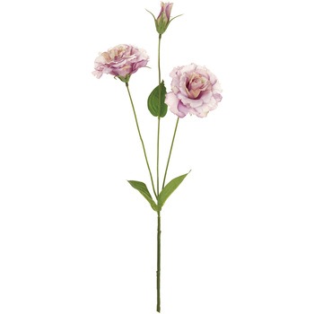 Fm 011 エリカリシアンサス 1本 Magiq 東京堂 通販サイトmonotaro