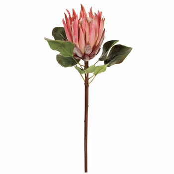 週末SALE☺︎キングプロテアのアンティークスワッグ☺︎ 週末SALE☺︎キングプロテアのアンティークスワッグ☺︎