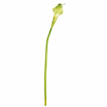 ヴィンセントカラー S 東京堂