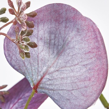 ユーカリ科さま専用 FG002944-017 チェスターユーカリ 1本 MAGIQ(東京堂) 【通販