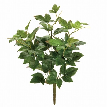 メープルアイビーブッシュ MAGIQ(東京堂)