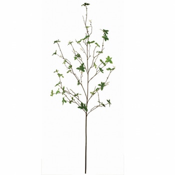 FG007298 ドウダンツツジ 1本 MAGIQ(東京堂) 【通販モノタロウ】