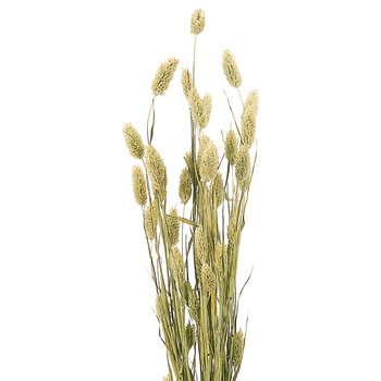 ポアプランツ 風の花 造花 プリザーブドフラワー リース 通販モノタロウ Dn