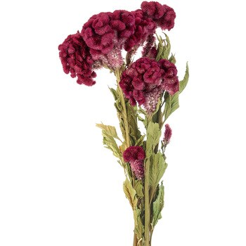 ケイトウ枝付き 風の花 造花 プリザーブドフラワー リース 通販モノタロウ Dn 003