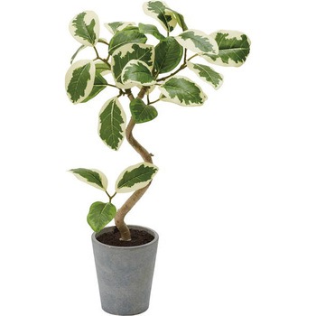 Gla 1524 フィカスアルテシマポット 横浜ディスプレイミュージアム 全長 44cm 高さ 鉢 10 2 Cm Gla 1524 1個 通販モノタロウ