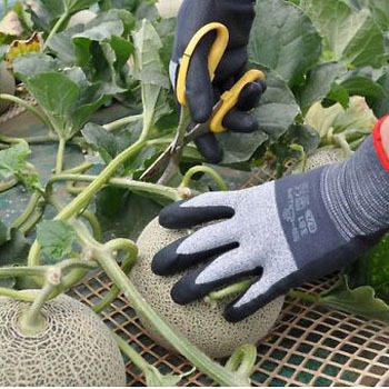 手袋(ナイロン・ポリエステル・ニトリルゴムコート/10双) EA354GDシリーズ - エスコ