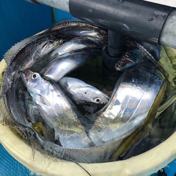 P-49P 船太刀胴突テンヤ仕掛 ピンク ハリミツ