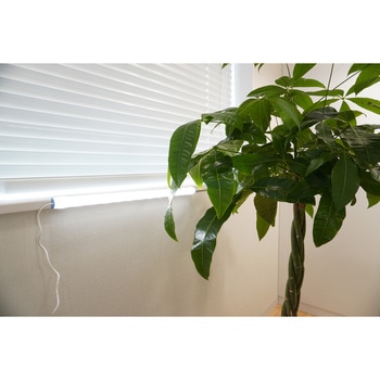 家庭用植物育成ライト フィリップス