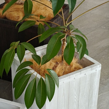 「FARBOR」 ファーバー 木調FRPプランター 幅40・50 (角型) 大小2個セット 住まいスタイル