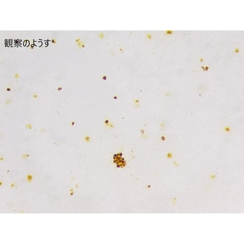 生物プレパラート ナリカ