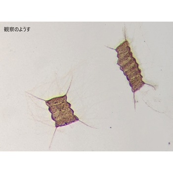 L55-6776 �����v���p���[�g �i���J �C�J�_��  1��(10��) L55-6776 66386866