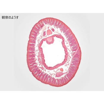 L55-6806 �����v���p���[�g �i���J �~�~�Y���f  1��(10��) L55-6806 66386875