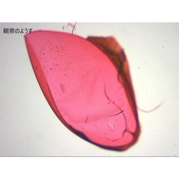 L55-6813 �����v���p���[�g �i���J �n�G����  1��(10��) L55-6813 66386909