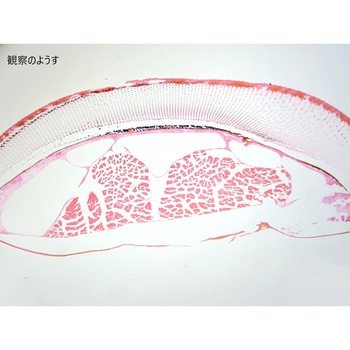 L55-6814 �����v���p���[�g �i���J �C�i�S����  1��(10��) L55-6814 66386918